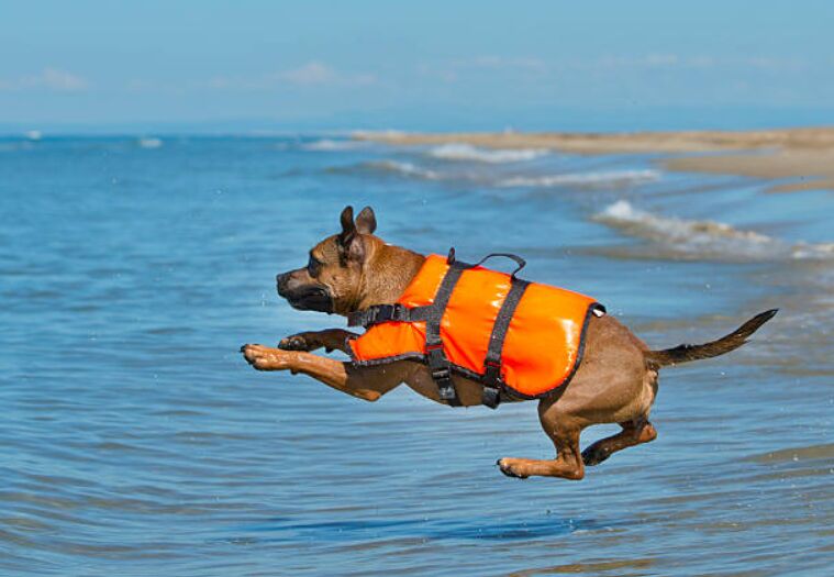 How to Create the Perfect Routine for Your Dog's Daily Needs image